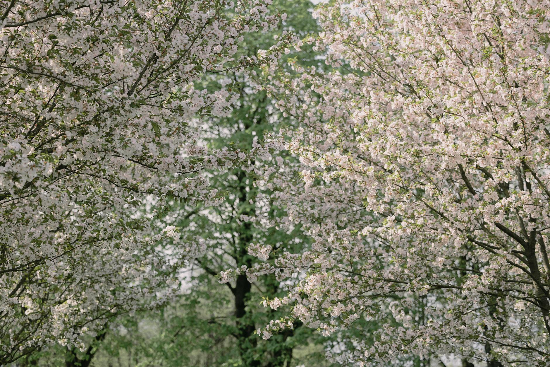 Aleksandrów Kujawski podczas kwitnienia drzew wiśniowych i czereśniowych, z białymi i różowymi kwiatami pokrywającymi gałęzie.